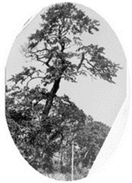 山氏神社(義経お手植えの松)の写真2