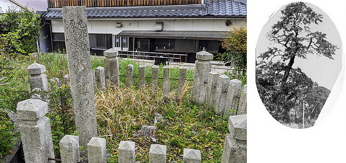 山氏神社(義経お手植えの松)の写真1