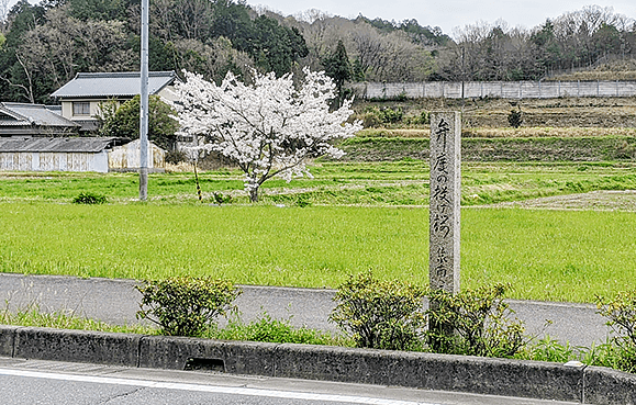弁慶の投げ桜写真