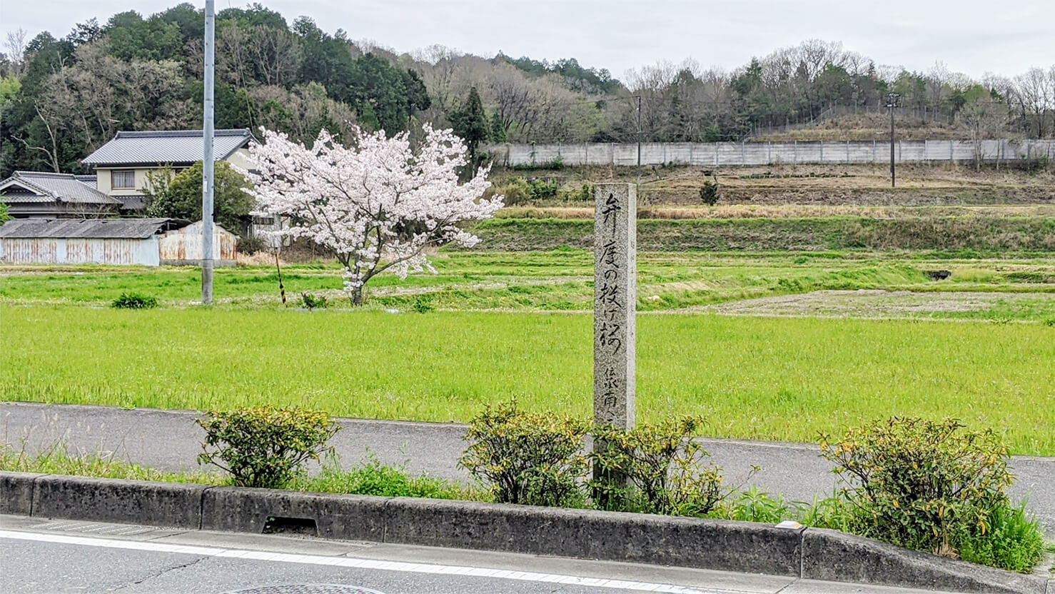 弁慶の投げ桜写真1