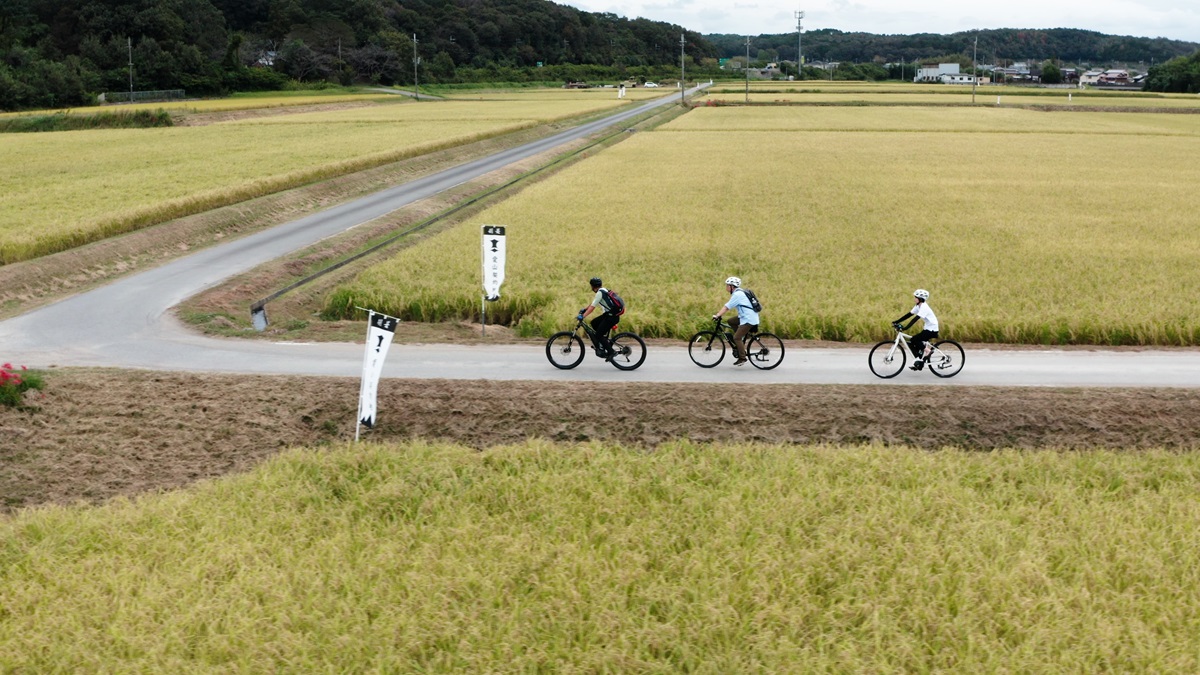 Lush green rice paddies of Yamada Nishiki in Kato City