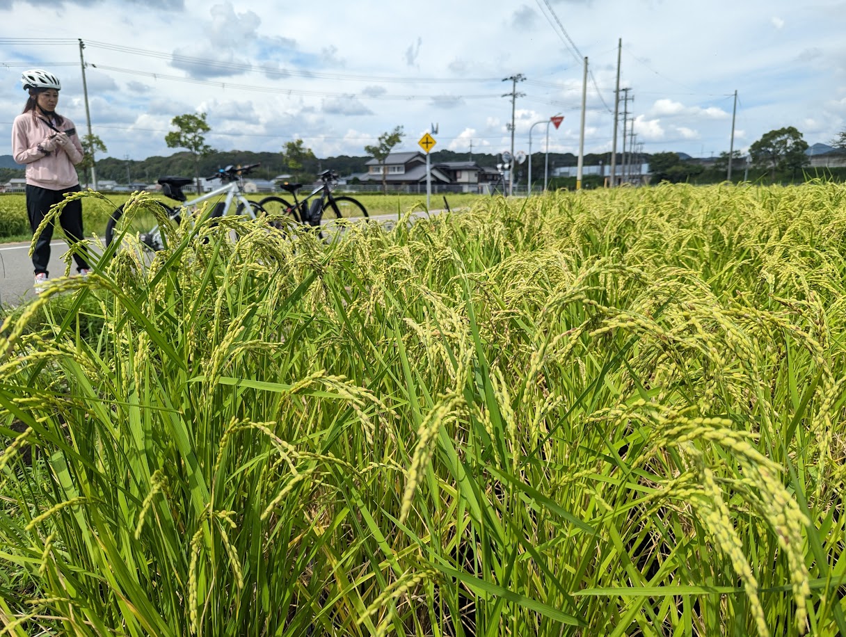 Close-up of Yamada Nishiki rice stalks before harvest in Kato