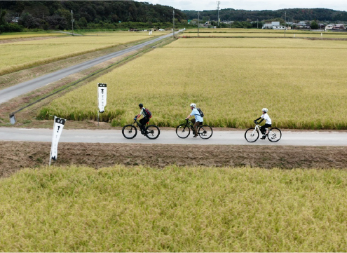 Yamada Nishiki rice fields