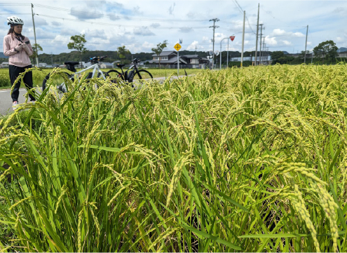 Yamada Nishiki rice stalks